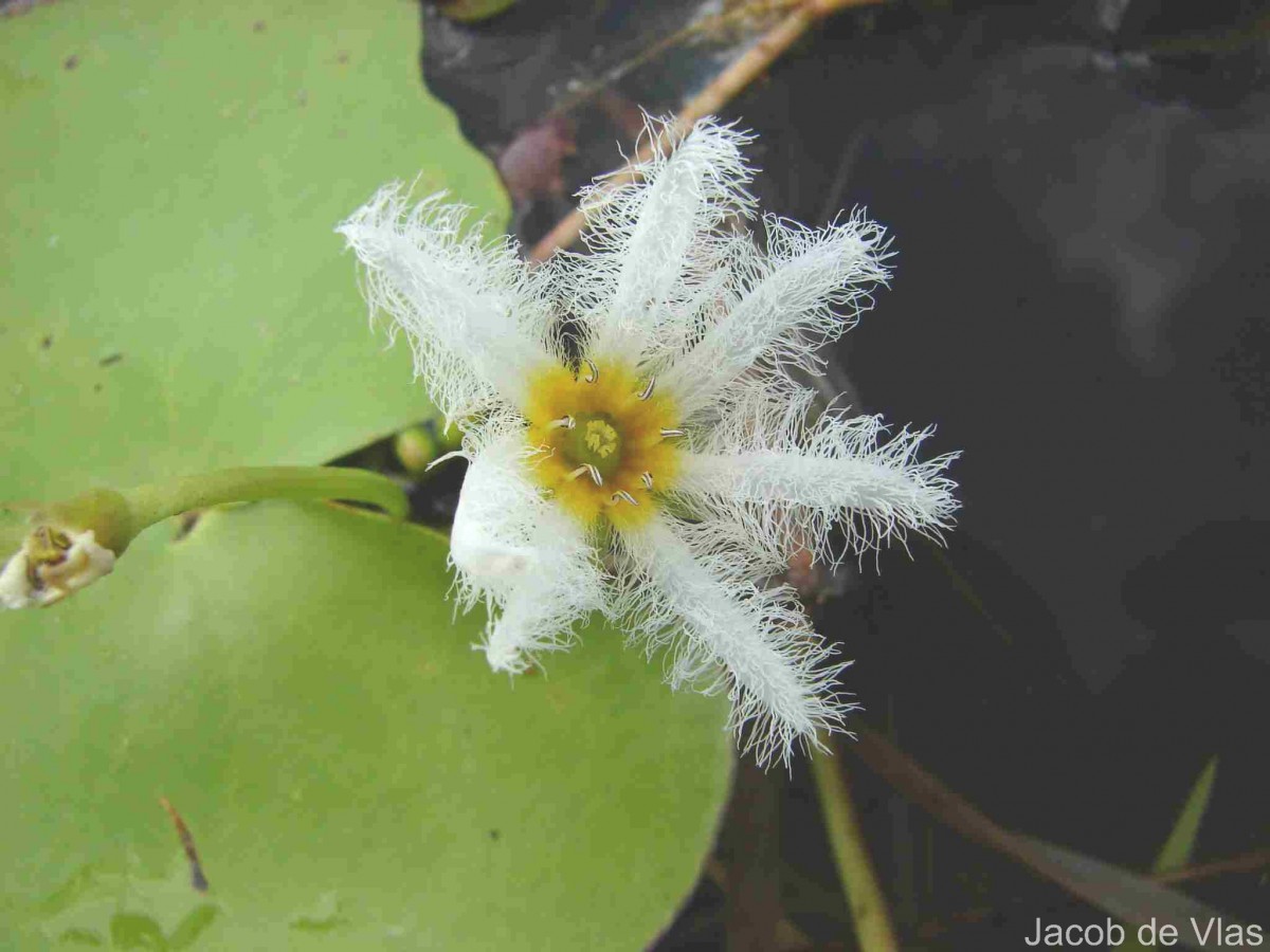 Nymphoides indica (L.) Kuntze